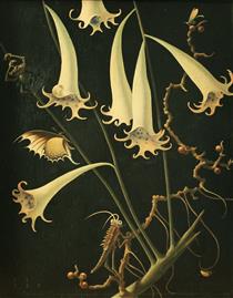 Blumen Und Insekte - Franz Sedlacek