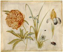 Flowers and Beetles - Ганс Гофман