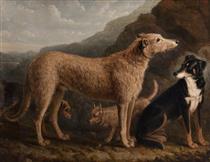 Four Dogs; a Collie from Tweedale, a Scots Deerhound, An Otter Terrier and a Scots Terrier - William Shiels