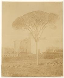 Tree in formal garden outside a palace in Rome - Giacomo Caneva