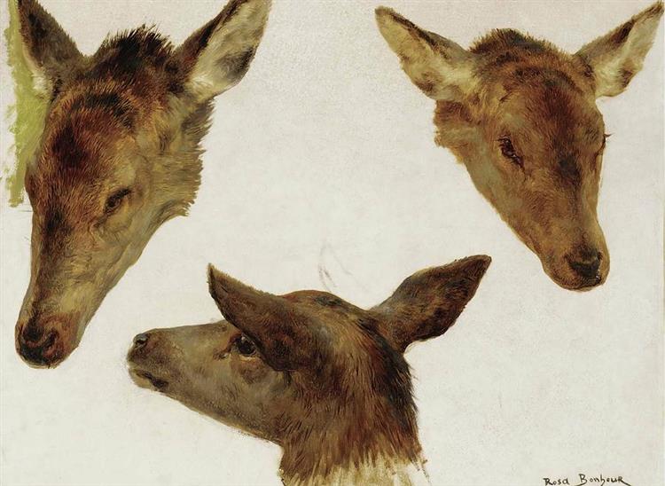 Study of Deer Heads - Rosa Bonheur