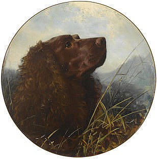 A Sussex spaniel sight - George Earl