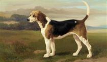 The fox hound 'Banich' - William Henry Hamilton Trood