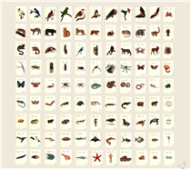 100 species of the brazilian fauna (Full series assemble) - Vannie Gama