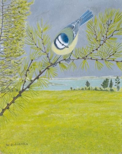 Blue tit on a brach of a larch, 1946 - Адольф Дитрих