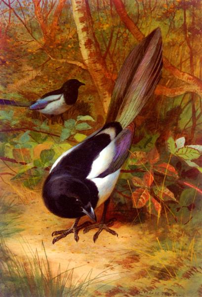 Magpies, 1905 - Archibald Thorburn