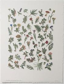 Botanica (Flowers) - Barton Lidice Benes