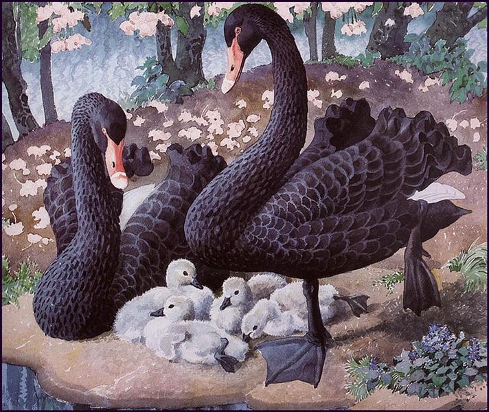 Black Swan Family - Charles Tunnicliffe