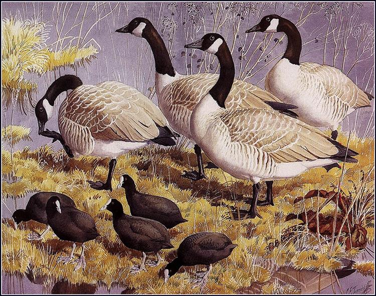Canadas And Coots - Charles Tunnicliffe