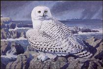 Snowy Owl - Charles Tunnicliffe