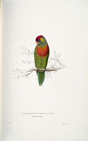 Psitteuteles versicolor, 1832 - Edward Lear