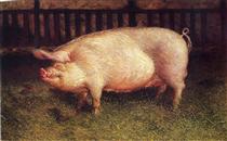 Portrait of Pig - Jamie Wyeth
