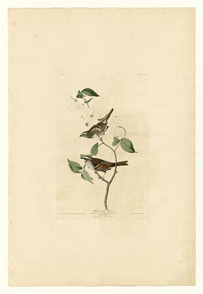 Plate 8 White throated Sparrow - John James Audubon