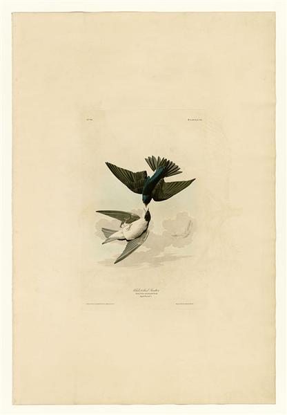 Plate 98 White-bellied Swallow - John James Audubon