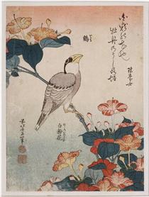 Grosbeak and mirabilis - Hokusai