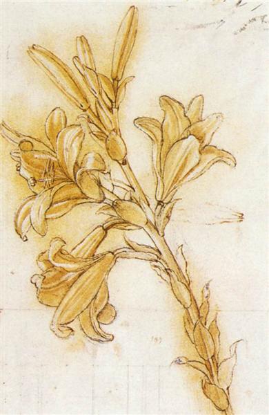 Lily, c.1473 - c.1475 - Leonardo da Vinci