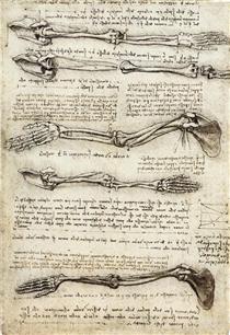 Studies of the Arm showing the Movements made by the Biceps - Leonardo da Vinci