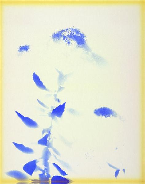 Trachelium Caeruleum, 1972 - Lourdes Castro