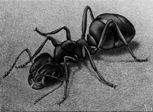 Ant, 1943 - Maurits Cornelis Escher