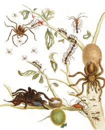 Spiders, ants and hummingbird on a branch of a guava - Maria Sibylla Merian