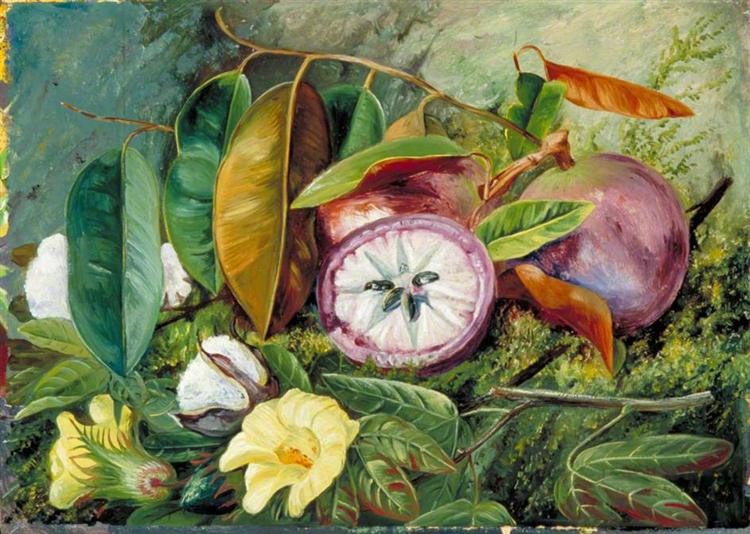 Foliage, Flowers and Seed-Vessels of Cotton and Fruit of Star Apple, Jamaica, 1872 - Marianne North