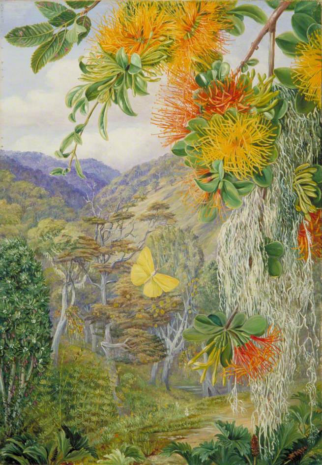 Parasites on Beech Trees, Chili, 1880 - Marianne North - WikiArt.org