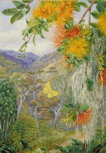 Parasites on Beech Trees, Chili - Marianne North