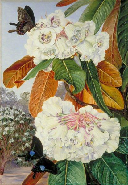Rhododendron Falconeri from the Mountains of North India, 1878 - Marianne North