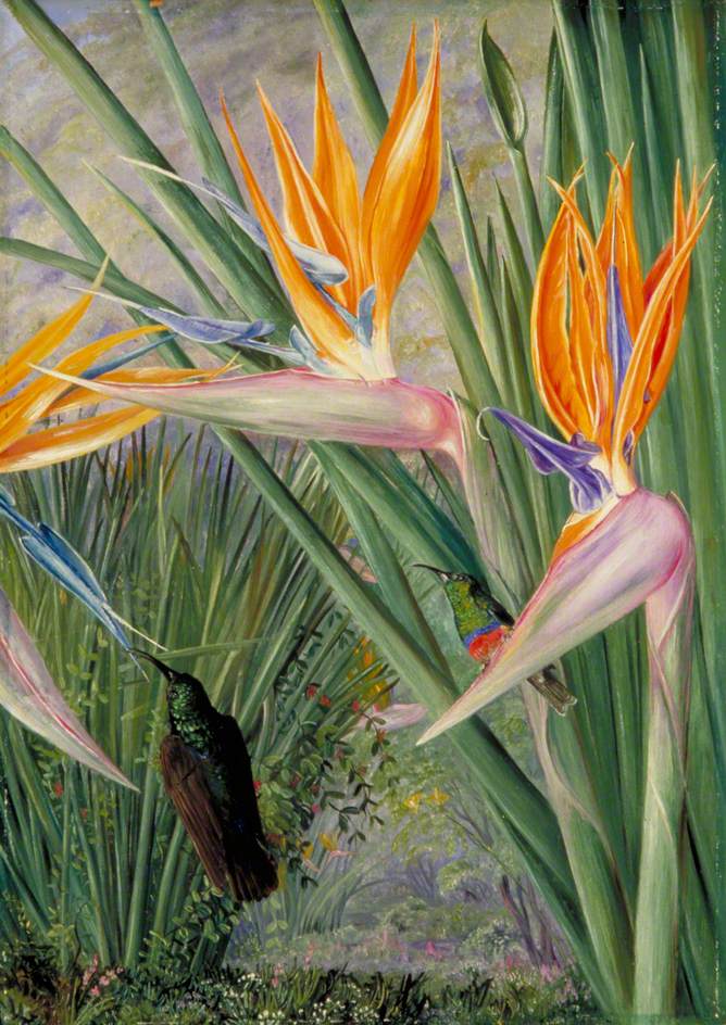 Strelitzia and Sugar Birds, South Africa, 1882 Marianne