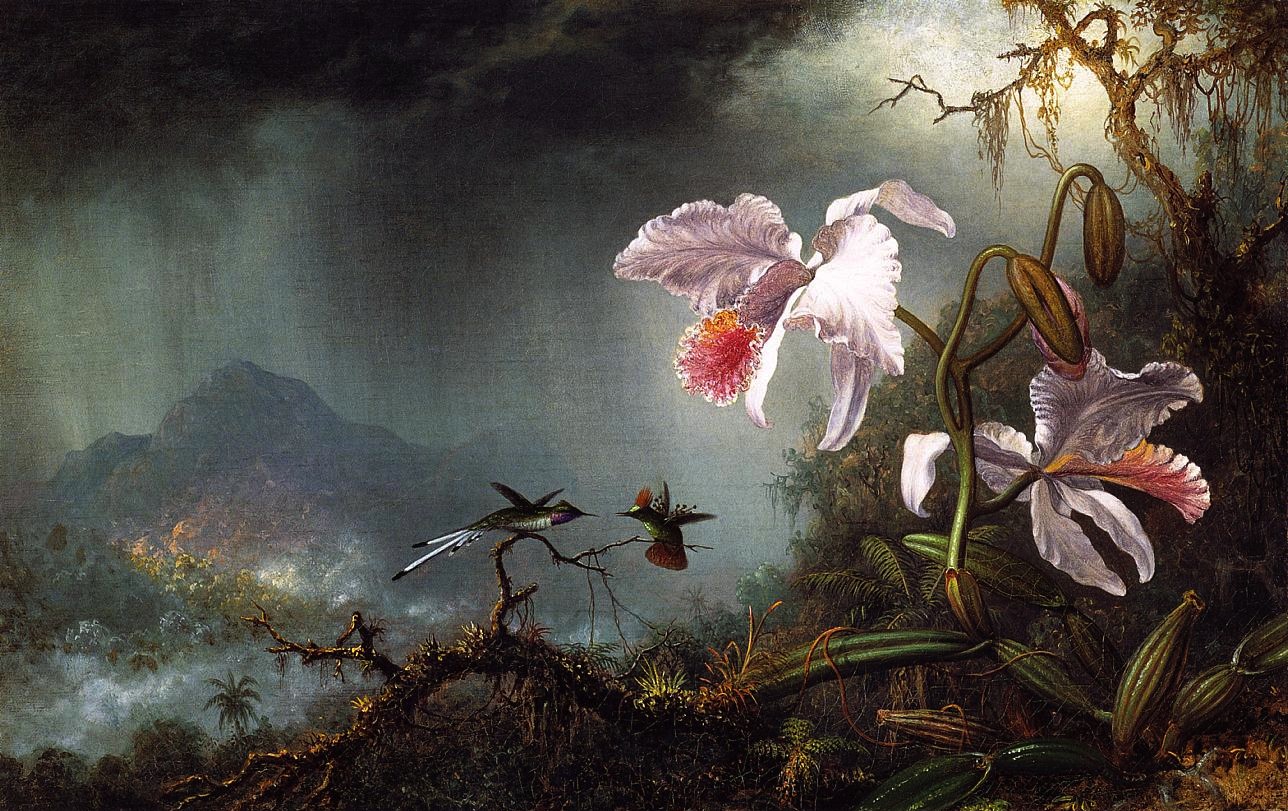 Two Fighting Hummingbirds with Two Orchids — Martin Johnson Heade ...