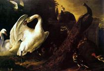 Cisnes e Pavões - Melchior d'Hondecoeter