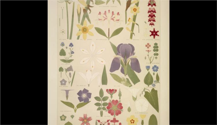 Leaves and Flowers from Nature Ornament no. 8. Various flowers in plan and elevations. - 歐文·瓊斯