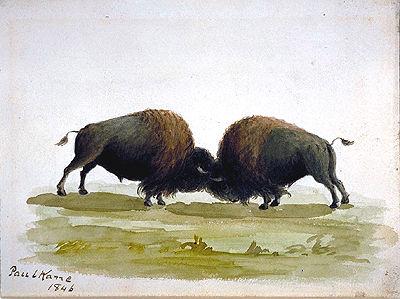 Buffalo Bulls Fighting - Paul Kane