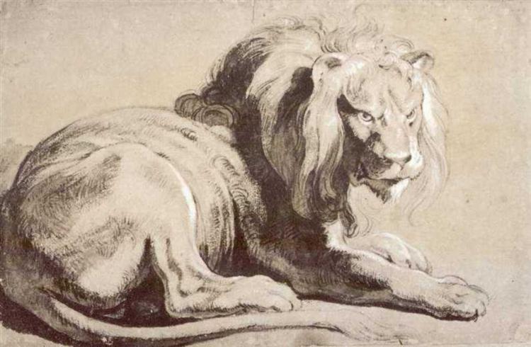 Study of a Lion, c.1620 - Pierre Paul Rubens