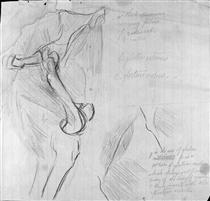 Anatomical drawing - Thomas Eakins