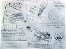 Anatomical studies - Thomas Eakins