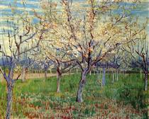 Orchard with Blossoming Apricot Trees - Vincent van Gogh