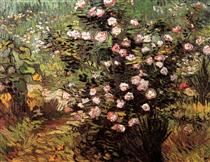 Rosebush in Blossom - Vincent van Gogh